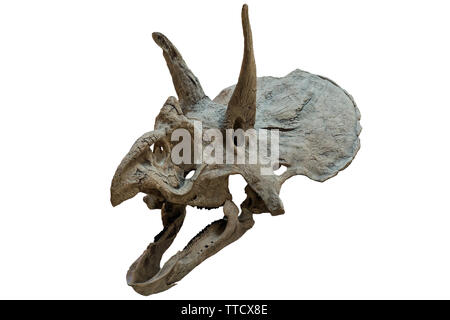 Cranio Triceratops isolato su sfondo bianco Foto Stock