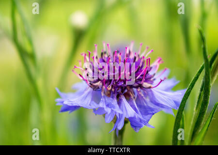 Pulsante di Bachelor fiore (Centaurea cyanus) in piena fioritura Foto Stock