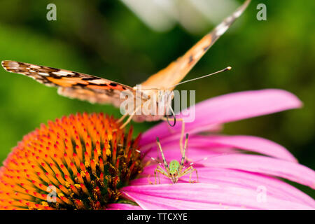 Dipinto di Lady butterfly e Scudder's Bush impollinare Katydid un viola Coneflower Foto Stock