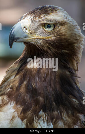 Golden Eagle guardando intorno. Una maestosa aquila reale prende nelle sue frazioni dal suo posto tra la vegetazione Foto Stock