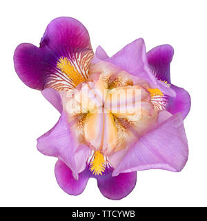 Marsh iris, fiore, isolati su sfondo bianco, vista dall'alto. Foto Stock