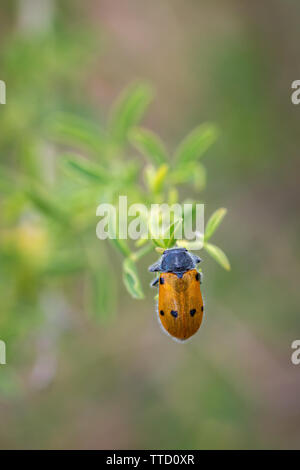 Lachnaia sexpunctata. Beetle sei punti nel loro ambiente naturale. Foto Stock