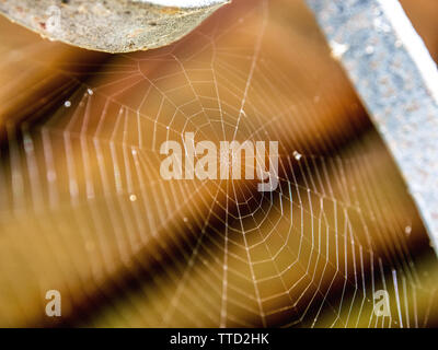 Veramente spaventoso spaventoso spider web per Halloween Foto Stock