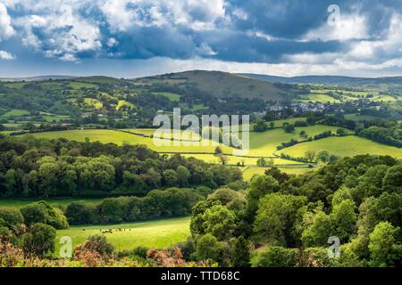 Su breezy day in giugno, la luce si insinua attraverso la campagna di laminazione del Devon. Foto Stock