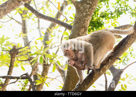 Scimmia macaco madre mentre tiene il suo bambino piccolo nella struttura ad albero, Cat Ba Island, Hai Phong Provincia, Vietnam Asia Foto Stock
