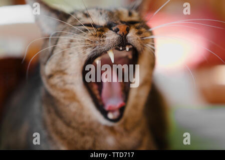 Vecchio tabby cat sbadigli, che mostra la linguetta e denti, su sfondo sfocato Foto Stock