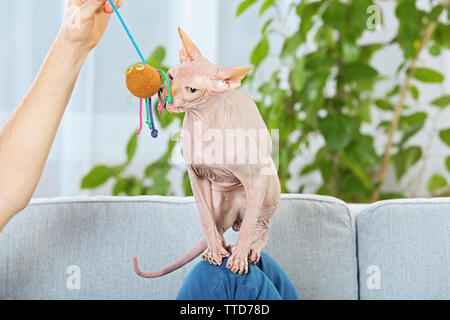 Giovane uomo bello sedersi con cat sul lettino a casa Foto Stock