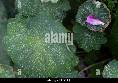 Le goccioline di acqua sulla signora di foglie di mantello - Alchemilla Mollis Foto Stock