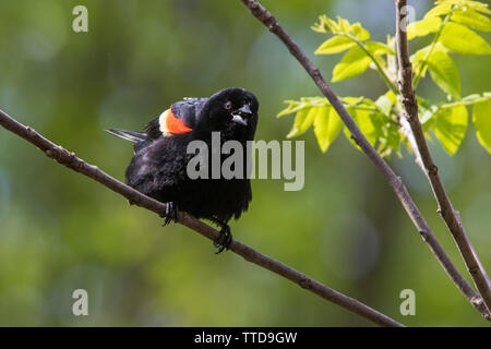 Red winged blackbird in primavera Foto Stock