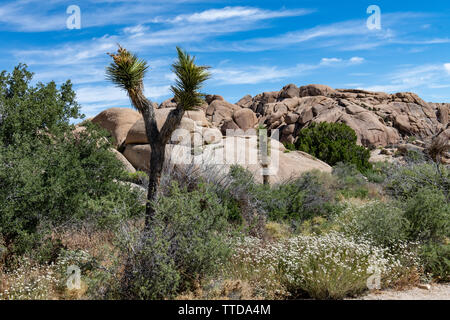 Alberi di Joshua (Yucca brevifolia) a Joshua Tree National Park, nel sud della California, Stati Uniti d'America Foto Stock