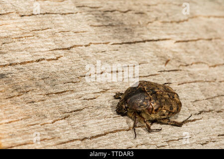 Fiore Bumble Beetle (Euphoria inda) Foto Stock