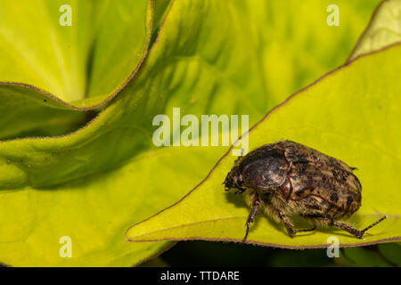 Fiore Bumble Beetle (Euphoria inda) Foto Stock