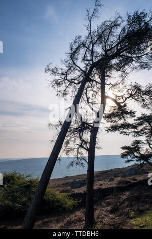 Una coppia di alberi - uno appoggiato su gli altri ai piedi della cresta di scarafaggi, Peak District, Satffordshre, England, Regno Unito Foto Stock