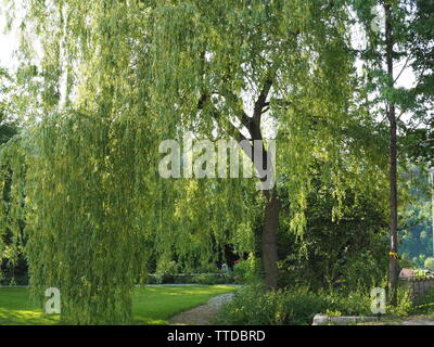 Nizza alberi visti a Schaffhausen, Svizzera Foto Stock