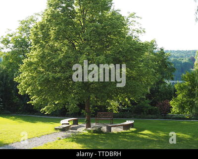 Nizza alberi visti a Schaffhausen, Svizzera Foto Stock