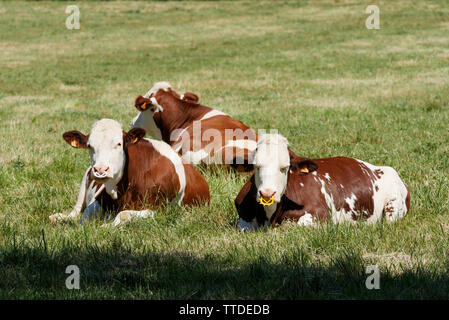 Allevamento di Bestiame, Saint Germain au Mont d'Or, Rhone, Francia Foto Stock