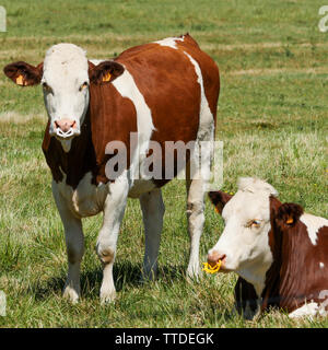 Allevamento di Bestiame, Saint Germain au Mont d'Or, Rhone, Francia Foto Stock