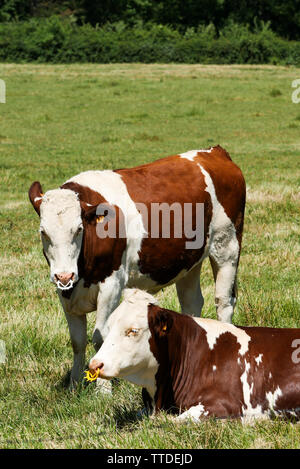 Allevamento di Bestiame, Saint Germain au Mont d'Or, Rhone, Francia Foto Stock