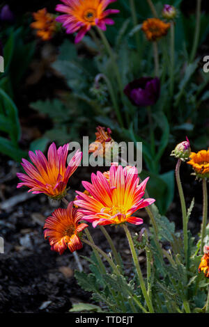 Close up Gazanias. Gazanias sono popolari annuari e piante perenni apprezzate per le loro grandi e splendidi fiori e il loro calore e la tolleranza alla siccità. Foto Stock