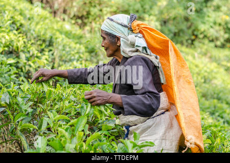 Raccolta di tè in Ella, Sri Lanka Foto Stock