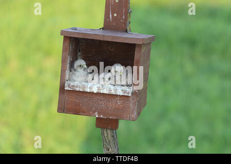 Comune di gheppio (Falco tinnunculus) giovani in nestbox. Fotografato a Hortobagy NP, Ungheria Foto Stock