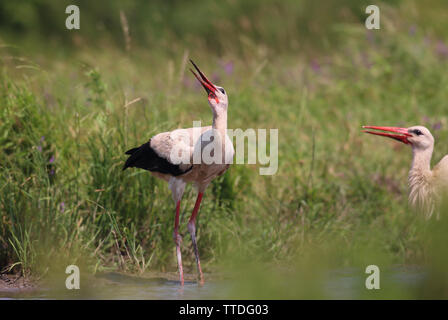 Cicogna bianca (Ciconia ciconia) da un laghetto di Hortobagy National Park, Ungheria Foto Stock