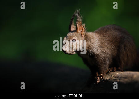 Red scoiattolo (Sciurus vulgaris) closeup. fotografato vicino a Hortobagy, Ungheria Foto Stock