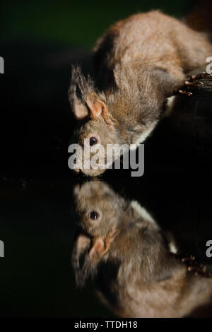 Red scoiattolo (Sciurus vulgaris) bere da uno stagno. Fotografato vicino a Hortobagy NP, Ungheria Foto Stock