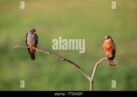 Maschio e femmina rosso-footed falcon (Falco vespertinus) appoggiato su di un ramo. Fotografato a Hortobagy NP, Ungheria Foto Stock