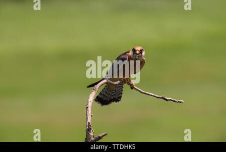 Femmina rosso-footed falcon (Falco vespertinus) con la preda (un mouse). Fotografato a Hortobagy, Ungheria Foto Stock