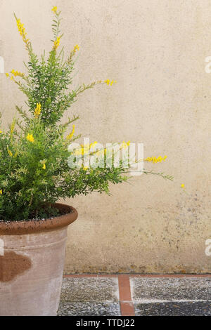 Gialla ginestra genista fiori su rami con foglie verdi in vaso in terracotta di sfondo spazio copia. Foto Stock
