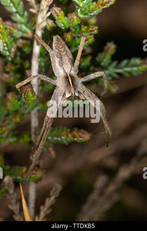 Pisaura mirabilis (vivaio Spider Web) su heather Foto Stock