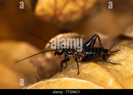 Legno Cricket (Nemobius sylvestris) nella figliata di foglia sul suolo della foresta Foto Stock