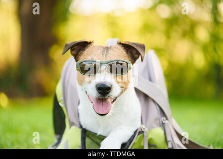 Viaggi, estate e gioia con il concetto di cane - cane indossando occhiali da sole uscente pet borsa di trasporto Foto Stock