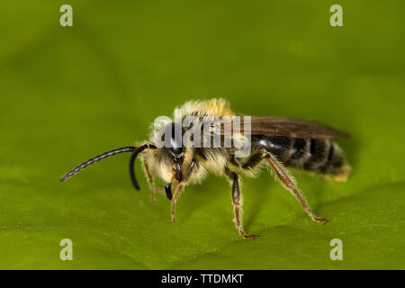 Arancio maschio-tailed Mining Bee (Andrena haemorrhoa) su una foglia Foto Stock