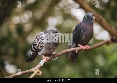 Due piccioni seduti in una struttura ad albero su una soleggiata giornata estiva in Kensington Palace Gardens Foto Stock