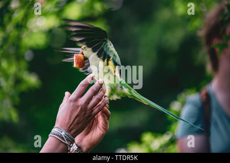 Verde selvatico parrocchetto mangiare una mela da mano umana Foto Stock