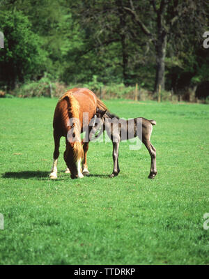 New Forest pony con puledro, vicino Brook, Hampshire, Inghilterra, Regno Unito Foto Stock