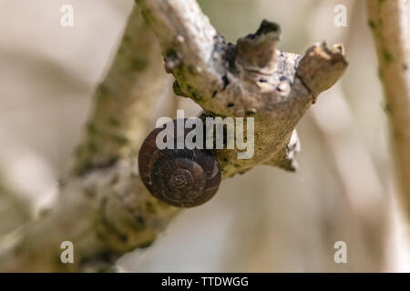 Lumaca dentro il suo guscio su un bastone. Foto Stock