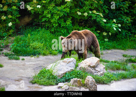 Orso bruno passeggiate nel verde dei boschi accanto al fiume in cerca di cibo. Foto Stock