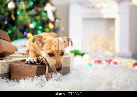 Piccolo, grazioso divertente cane con caselle e albero di Natale su sfondo chiaro Foto Stock