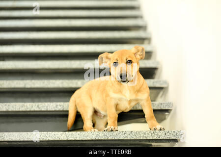 Piccolo simpatico cane divertenti su scale Foto Stock