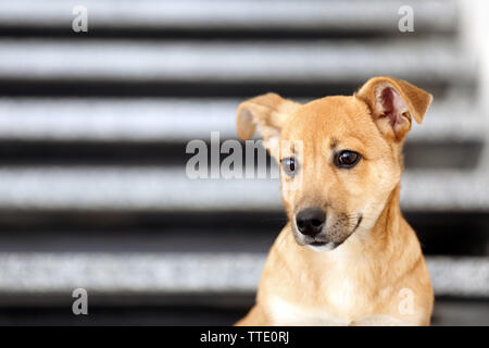 Piccolo simpatico cane divertenti su scale Foto Stock