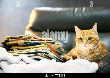Gatto rosso e la pila di libri sulla sedia in pelle, close up Foto Stock