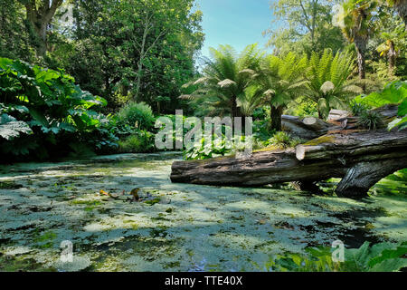 Abbotsbury giardini tropicali, Abbotsbury, Dorset, Regno Unito Foto Stock