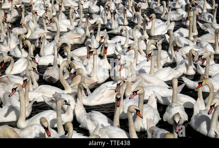 Abbotsbury Swannery, Abbotsbury, Dorset, Regno Unito, mostrando una miriade di wild Cigni (Cygnus olor) la numerazione molte centinaia al momento del pasto. Foto Stock