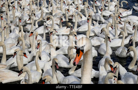 Abbotsbury Swannery, Abbotsbury, Dorset, Regno Unito, mostrando una miriade di wild Cigni (Cygnus olor) la numerazione molte centinaia al momento del pasto. Foto Stock