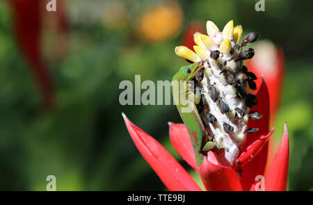 Polvere d oro giorno Gecko leccare il nettare - Hawaii Foto Stock