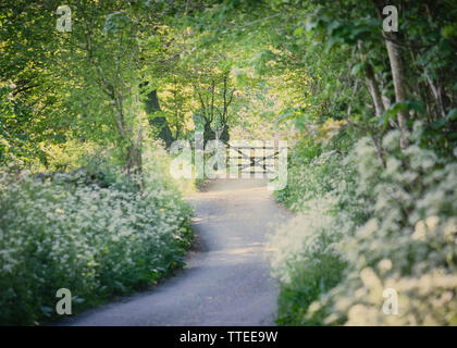 Paese di sole lane con fiori selvaggi e gate Foto Stock