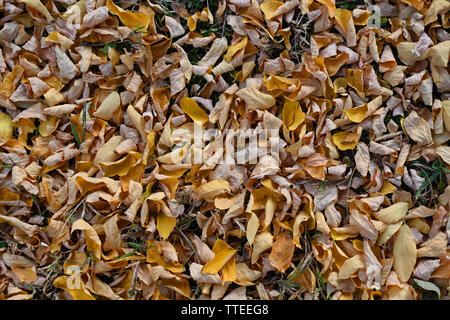 Close-up di essiccazione di foglie di autunno sul terreno. Foto Stock